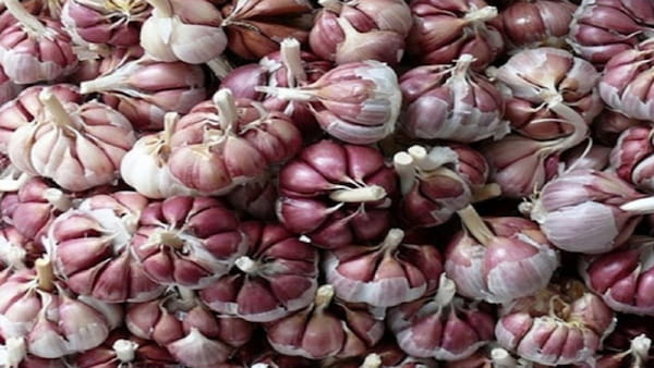 تصویر 1 از قیمت خرید سیر قرمز صادراتی + فروش ویژه